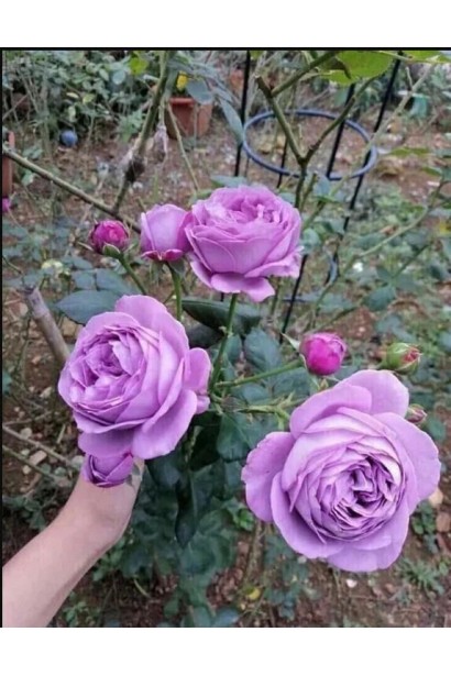 Троянда Блу Скай Фрі - фіолетові густомахрові квіти